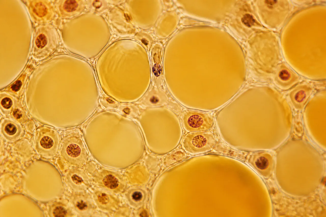 Scientific illustration for Adipotide and Obesity Related Studies